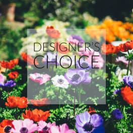 Colorful anemone flowers in a garden with the words "Designer’s Choice" overlaid.