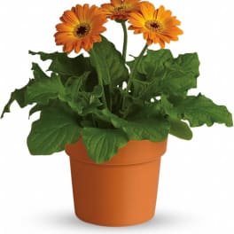 Rainbow Rays Potted Gerbera - Orange