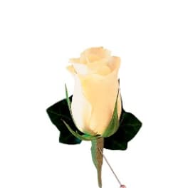 Single pale yellow rose boutonniere with dark green leaves