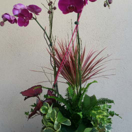 Purple orchids in a stone planter with mixed foliage