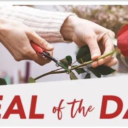 Hands trimming a single red rose stem with shears above text reading Deal of the Day