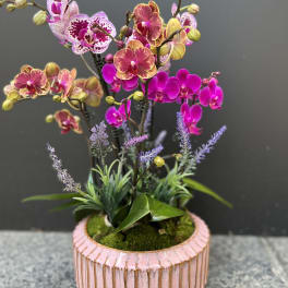 Potted orchid arrangement in a pink ribbed ceramic container