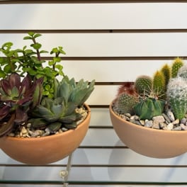Cacti / Succulent Dish Garden