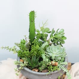 Succulent Garden