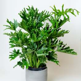 Philodendron Selloum