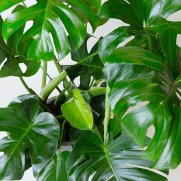 Monstera Deliciosa — Tropical Statement Plant