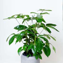 Schefflera Actinophylla - Umbrella Tree (4-10ft)