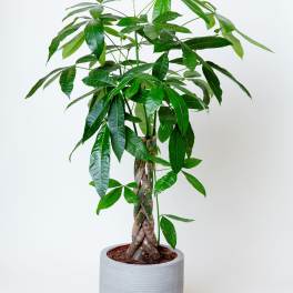 Money Tree - Braided