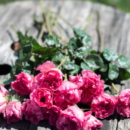 Pink roses laid on a wooden surface