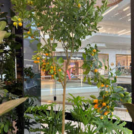 Calamondin Citrus Tree — Fruiting Indoor Orange Tree