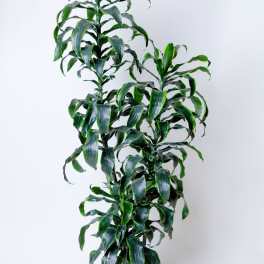 Dracaena