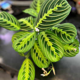 Maranta leuconeura Prayer Plant