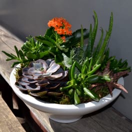 Succulent arrangement in a white bowl with orange flowers