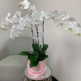 White phalaenopsis orchid plant in a pink pot on a small round table