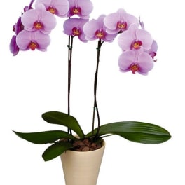 Potted orchid plant with light purple blooms in a beige pot