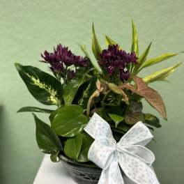 Potted plant arrangement with purple blooms and a white polka-dot ribbon