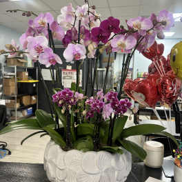 Pink and purple orchids arranged in a white ceramic planter.