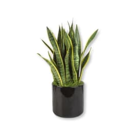 Snake Plant