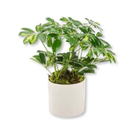 Umbrella Plant