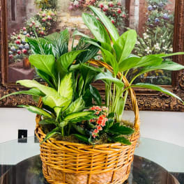 Basket planter with assorted green houseplants and small pink flowers