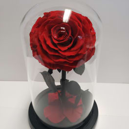 Single red rose under a clear glass dome on a black base