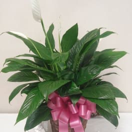 Potted peace lily with white blooms and a pink ribbon