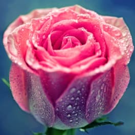 Close-up of a pink rose with water droplets