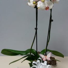 Phalaenopsis Orchid Plant