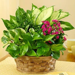 Basket of green foliage with small pink flowers