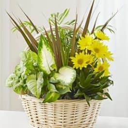 Yellow daisies and green foliage in a wicker basket