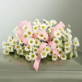 White daisy arrangement with pink gingham ribbon on a casket