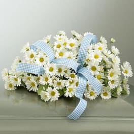 White daisy arrangement with a blue gingham ribbon