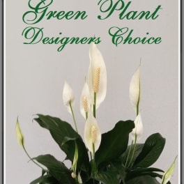 Green Plant Designers Choice