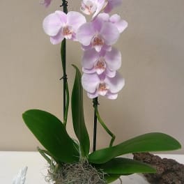 Phalaenopsis Orchid
