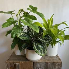 Tropical Plant in Ceramic Pot