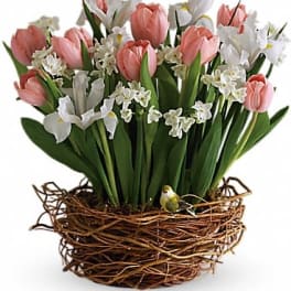Tulip Song