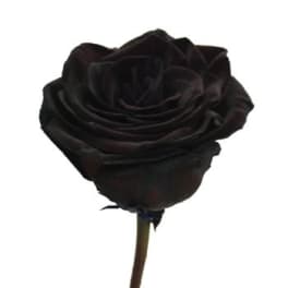 Single dark rose on a stem against a white background