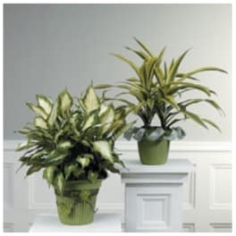 Green Plants
