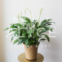 Potted peace lily plant with white blooms in a woven basket