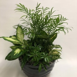 Mixed green houseplant arrangement in a dark pot