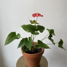 Potted anthurium plant with a red spathe and green leaves
