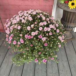 Large potted pink chrysanthemum plant with many blooms