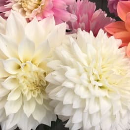 Close-up of white, pink, and orange dahlia blooms