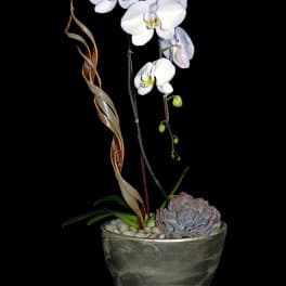 White orchid stems in a metallic pot with a succulent and pebbles