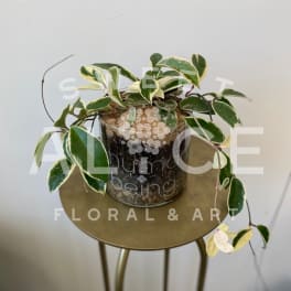 Variegated trailing plant in a clear glass pot on a small table