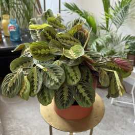 Potted prayer plant with striped green and pink leaves