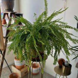 Potted fern plant with arching fronds on a stand