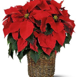 6 inch Poinsettia
