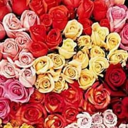 Dense cluster of red, pink, yellow, and peach roses arranged in a tight, full display