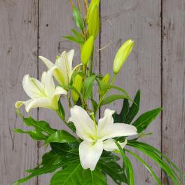 White lilies in a clear glass vase with curly branches